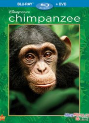 �������� �������� (2012)